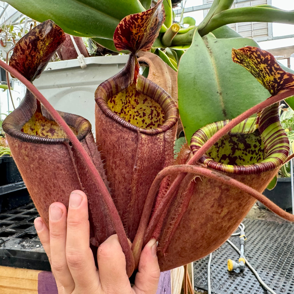 Nepenthes palawanensis BE-3651