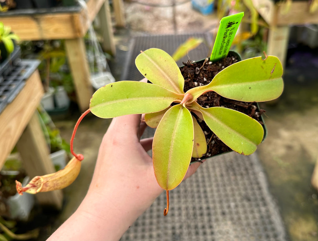 Nepenthes sibuyanensis x (veitchii x lowii) BE-3986