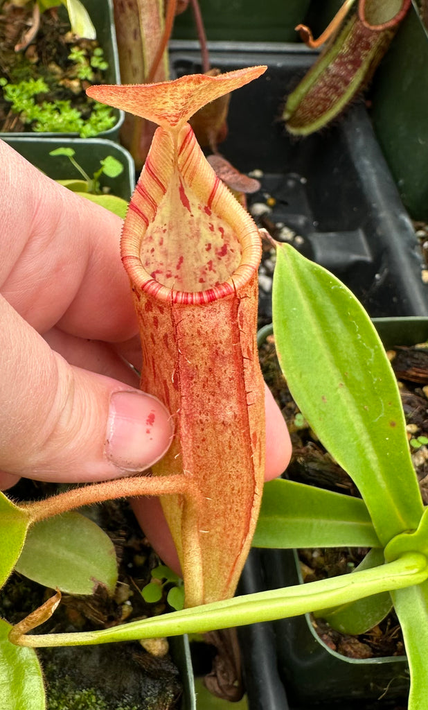 Nepenthes (veitchii x lowii) x sp. #1 BE-3844