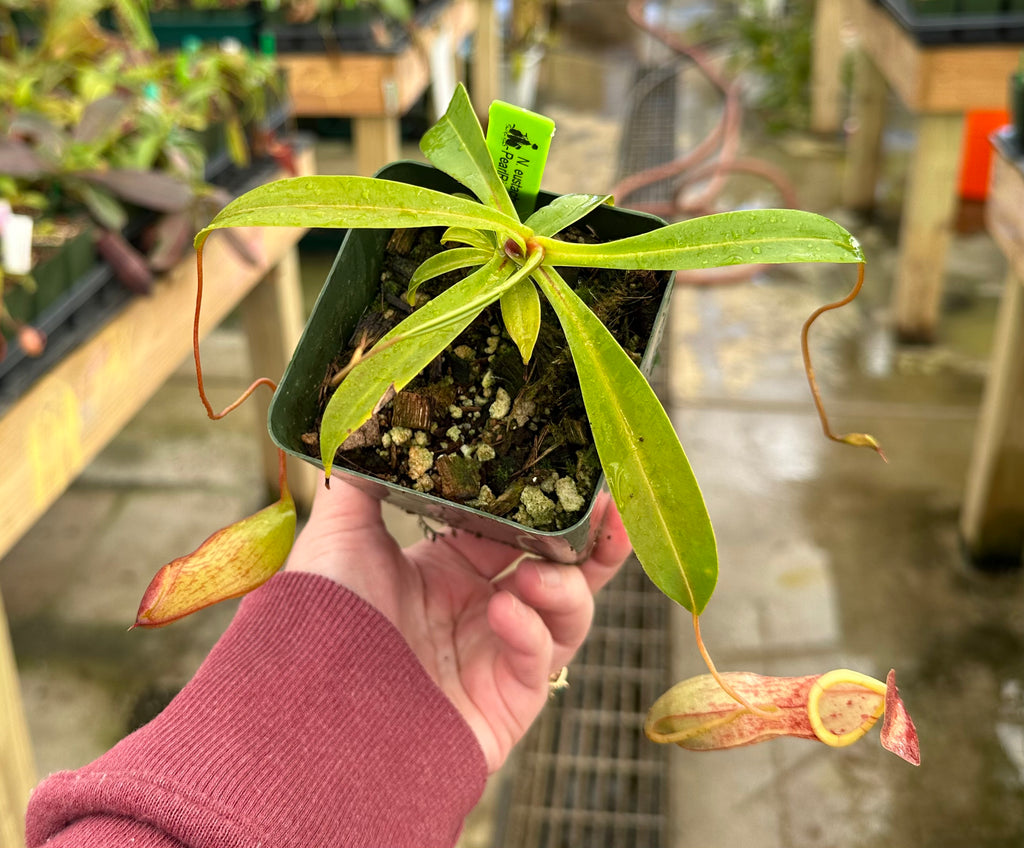 Nepenthes eustachya x tenuis BE-3971