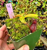 Nepenthes villosa x hamata BE-4099 *SPECIMENS*