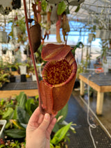 Nepenthes palawanensis BE-3651