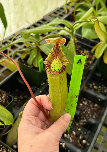 Nepenthes sibuyanensis x (veitchii x lowii) BE-3986 *SPECIMENS*