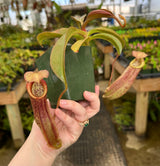 Nepenthes spathulata x (burbidgeae x edwardsiana) BE-3978