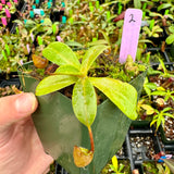 Nepenthes villosa x hamata BE-4099 *SPECIMENS*