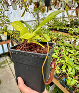 Nepenthes Splendiana x x ((lowii x veitchii) x boschiana) *SEED-GROWN SPECIMEN*