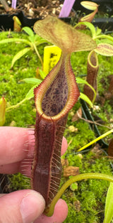 Nepenthes singalana (Belirang form) BE-3170