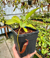 Nepenthes Splendiana x x ((lowii x veitchii) x boschiana) *SEED-GROWN SPECIMEN*