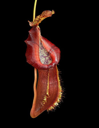 Nepenthes singalana x (burbidgeae x edwardsiana) BE-3984