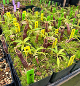 Nepenthes singalana (Belirang form) BE-3170