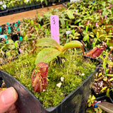 Nepenthes villosa x hamata BE-4099 *SPECIMENS*