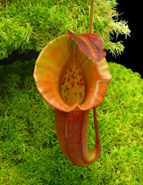 Nepenthes robcantleyi x jacquelineae BE-4028