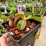 Nepenthes rajah x robcantleyi BE-4019 *SPECIMEN*