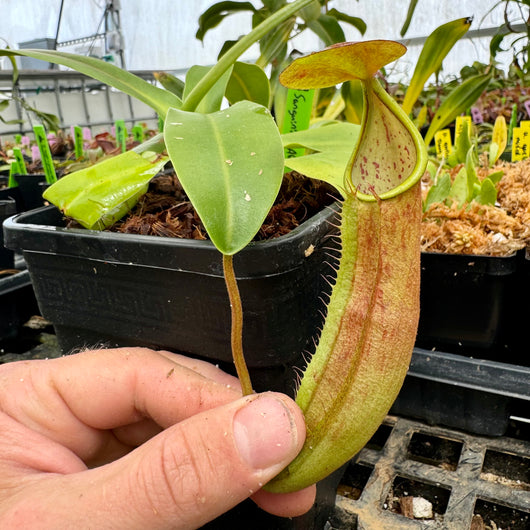 Nepenthes sanguinia (AG3 Clone)