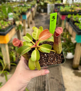 Nepenthes truncata “Pasian” BE-3203 *SPECIMENS*