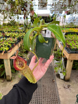 Nepenthes spathulata x (burbidgeae x edwardsiana) BE-3978