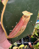 Nepenthes rajah x (veitchii x platychila) BE-4017 *SEED-GROWN*