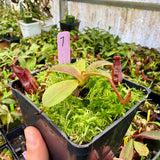 Nepenthes villosa x hamata BE-4099 *SPECIMENS*