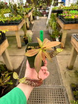 Nepenthes spectabilis x platychila BE-3760