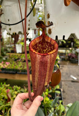 Nepenthes palawanensis BE-3651