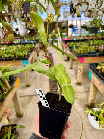 Nepenthes spectabilis BE-3768 *ROOTED CUTTING SPECIMEN*