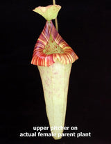 Nepenthes platychila BE-4065