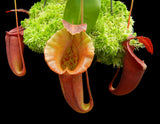 Nepenthes robcantleyi x jacquelineae BE-4028