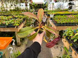 Nepenthes spathulata x (burbidgeae x edwardsiana) BE-3978