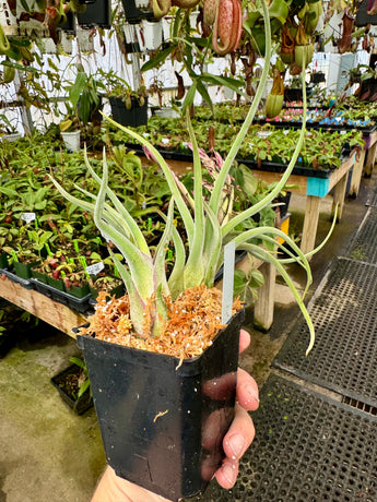 Tillandsia bulbosa *SPECIMEN*