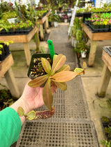 Nepenthes spectabilis x platychila BE-3760