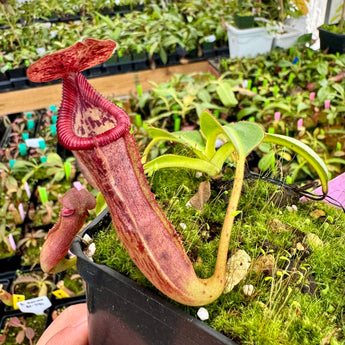 Nepenthes glandulifera x edwardsiana BE-4617 Clone 4 *SPECIMEN*