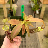 Nepenthes spectabilis x platychila BE-3760