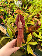 Nepenthes singalana or singalana hybrid PRE clone