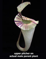 Nepenthes platychila BE-4065