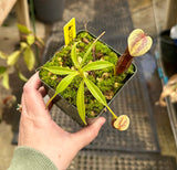 Nepenthes singalana (Belirang form) BE-3170