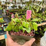 Cephalotus follicularis “Brewer typical” *SPECIMENS*