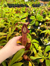 Nepenthes singalana or singalana hybrid PRE clone