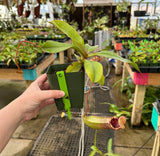 Nepenthes sibuyanensis x (veitchii x lowii) BE-3986 *SPECIMENS*