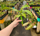 Nepenthes sibuyanensis x (veitchii x lowii) BE-3986 *SPECIMENS*