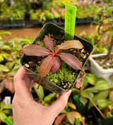 Nepenthes rajah x (veitchii x platychila) BE-4017 *SEED-GROWN*