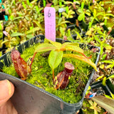 Nepenthes villosa x hamata BE-4099 *SPECIMENS*