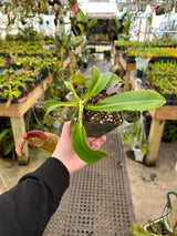 Nepenthes spathulata x (burbidgeae x edwardsiana) BE-3978