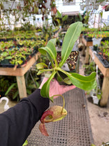 Nepenthes spathulata x (burbidgeae x edwardsiana) BE-3978