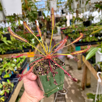 Drosera capensis