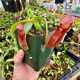 Nepenthes petiolata BE-3913