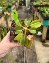 Nepenthes truncata “Pasian” BE-3203 *SPECIMENS*