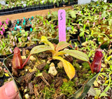 Nepenthes villosa x hamata BE-4099 *SPECIMENS*