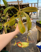 Nepenthes spathulata x (burbidgeae x edwardsiana) BE-3978