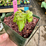 Cephalotus follicularis “Brewer typical” *SPECIMENS*