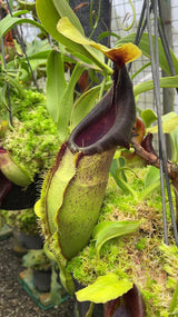 Nepenthes spathulata BE-3175 *CONFIRMED FEMALE*